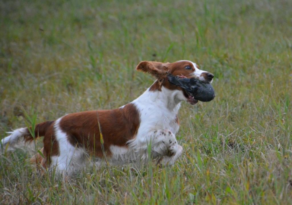 Spaniel apporterar